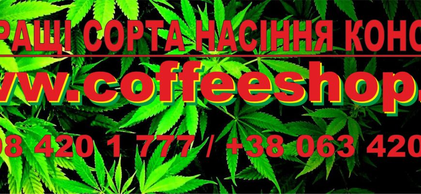 Оригінал насіння конопель Оригінал насіння конопель