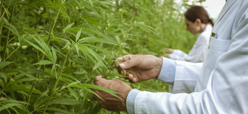 ИЗВЕСТНЫЙ ВЕЛИКИЙ АКТЁР ОБ КОНОПЛЕ ИЗВЕСТНЫЙ ВЕЛИКИЙ АКТЁР ОБ КОНОПЛЕ