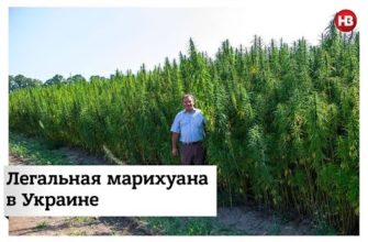 КОНОПЛЯ В УКРАИНЕ КОНОПЛЯ В УКРАИНЕ