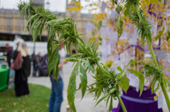 В Грузии собрались легализовать марихуану, коноплю. Спортсменам разрешили употреблять коноплю В Грузии собрались легализовать марихуану, коноплю. Спортсменам разрешили употреблять коноплю
